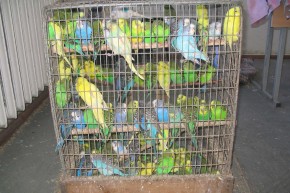 Триста попугаев пытались провезти в Россию контрабандисты Фото пресс-службы ПУ ФСБ РФ по Брянской области