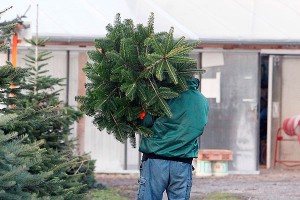 На москвича напали с ножом и украли елку На москвича напали с ножом и украли елку