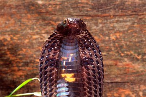 Черная кобра убила белого тигра в зоопарке Черная кобра убила белого тигра в зоопарке