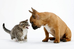 Топ популярных животных года (видео) Топ популярных животных года (видео)