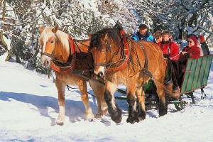 Испуганная лошадь сбила трех женщин Испуганная лошадь сбила трех женщин
