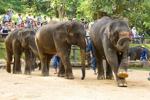 В Таиланде слоны устроили бунт В Таиланде слоны устроили бунт