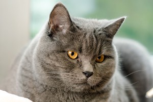 Кошка спасла брошенного в подъезде младенца Кошка спасла брошенного в подъезде младенца