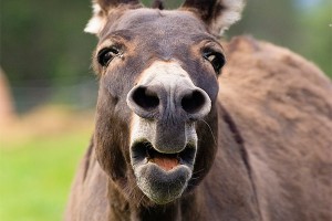 Полицейских проверяют за катание на осле Полицейских проверяют за катание на осле