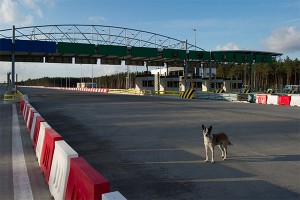 Телепортирующаяся собака попала на видео Телепортирующаяся собака попала на видео