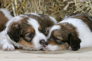 Кристина Потупчик: Россияне и милосердие Кристина Потупчик: Россияне и милосердие