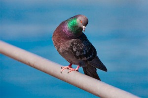 Россельхознадзор вернул на Украину голубей Россельхознадзор вернул на Украину голубей