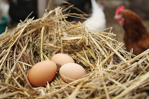 Ученые превратили вареное яйцо в сырое Ученые превратили вареное яйцо в сырое