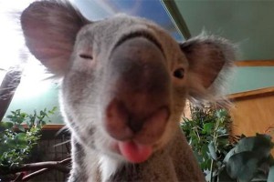 Коала и бегемот научились делать селфи Коала и бегемот научились делать селфи