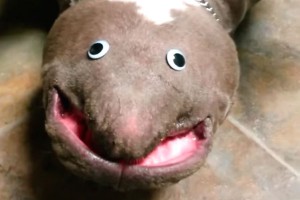 Обычный бульдог стал загадкой для науки Обычный бульдог стал загадкой для науки