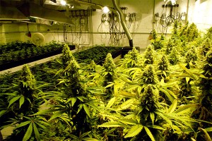 Во дворе магазина выращивали марихуану Во дворе магазина выращивали марихуану