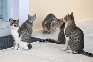 Американец построил Диснейленд для котов Американец построил Диснейленд для котов