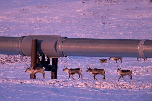 Захват Аляски рассмешил Минприроды Захват Аляски рассмешил Минприроды
