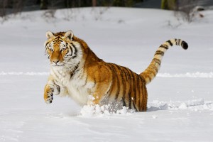 Охотник спасся от кабанов с тигром Охотник спасся от кабанов с тигром