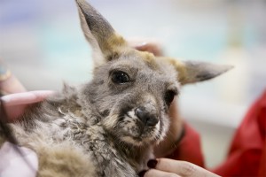 Женщину с кенгуру выгнали из McDonald's Женщину с кенгуру выгнали из McDonald's