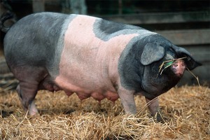 Свинья возомнила себя собакой Свинья возомнила себя собакой