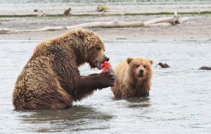 В Брянске откроется фотовыставка «О медведях, о Камчатке»