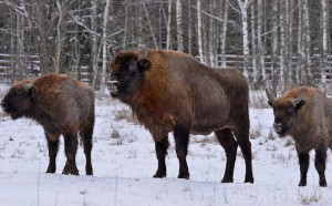 В заповедник «Брянский лес» завезены еще шесть зубров