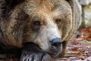 Машинистов наказали за нападение на медведя Машинистов наказали за нападение на медведя