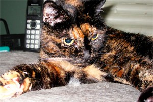 Найдена самая старая кошка в мире Найдена самая старая кошка в мире