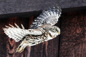 Сова убила и съела своего жениха Сова убила и съела своего жениха