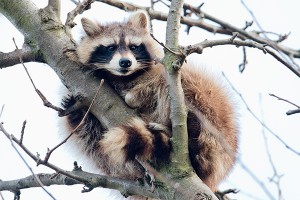 Енот обрушил потолок в офисе Петербурга Енот обрушил потолок в офисе Петербурга