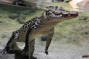 Крокодилы смогут заменить собак Крокодилы смогут заменить собак