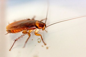 Московские тараканы стали устойчивы к яду Московские тараканы стали устойчивы к яду