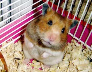 Брянский уголовник стащил из магазина клетку с хомяками