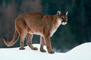Лыжник чудом спасся после встречи с пумой Лыжник чудом спасся после встречи с пумой