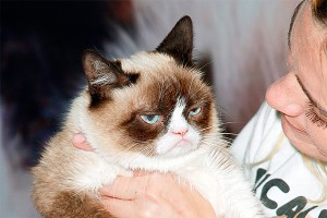 Сердитый кот встретился с поклонниками Сердитый кот встретился с поклонниками