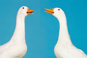 Женщину судят за избиение соседки гусями Женщину судят за избиение соседки гусями