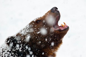 "Русский медведь" напугал британцев "Русский медведь" напугал британцев