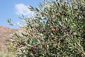 Россия ответит на санкции оливками из Крыма Россия ответит на санкции оливками из Крыма