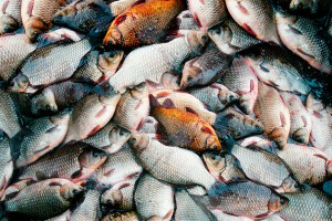 От какой рыбы отказались россияне От какой рыбы отказались россияне