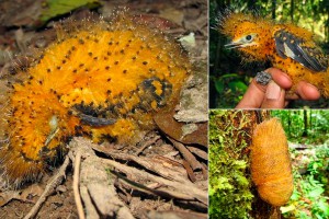 Амазонские птицы эволюционировали в гусениц Амазонские птицы эволюционировали в гусениц