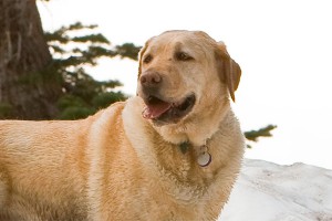 Хвостатый "дворник" покорил YouTube Хвостатый "дворник" покорил YouTube