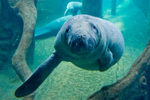 В США в канализации нашли 19 морских коров В США в канализации нашли 19 морских коров