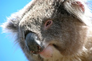 Коалу-угонщика поймали на месте преступления Коалу-угонщика поймали на месте преступления