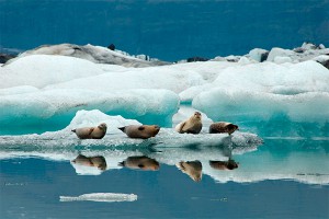 МЧС перепутало рыбаков с тюленями МЧС перепутало рыбаков с тюленями