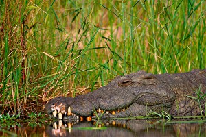 В Перу нашли кладбище древних крокодилов В Перу нашли кладбище древних крокодилов
