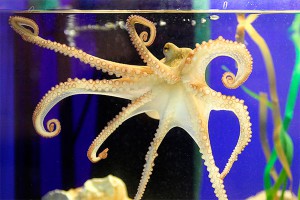 Осьминог атаковал голодного кота Осьминог атаковал голодного кота