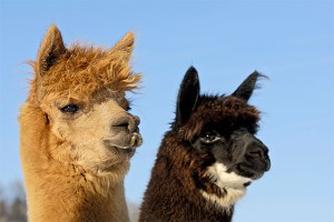 Две ламы подняли на смех полицию Две ламы подняли на смех полицию