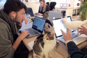 Кошачий офис покорил интернет (видео) Кошачий офис покорил интернет (видео)