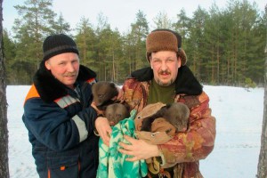 Медведица оставила детей леснику Медведица оставила детей леснику