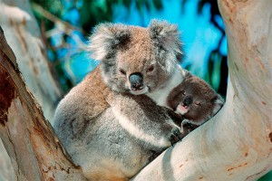 Власти Австралии убили 700 коал Власти Австралии убили 700 коал
