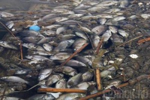 По факту массовой гибели рыбы возбуждено уголовное дело
