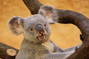 Депутат в шоке от массового убийства коал Депутат в шоке от массового убийства коал