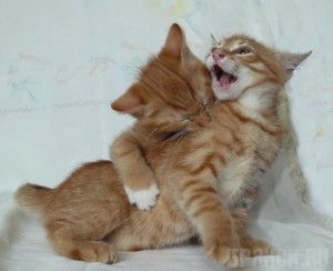 В Брянске откроется «кошачья» фотовыставка Наталия Книжникова. «Понарошку»