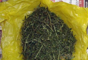 Жуковский наркоман хранил марихуану в бане